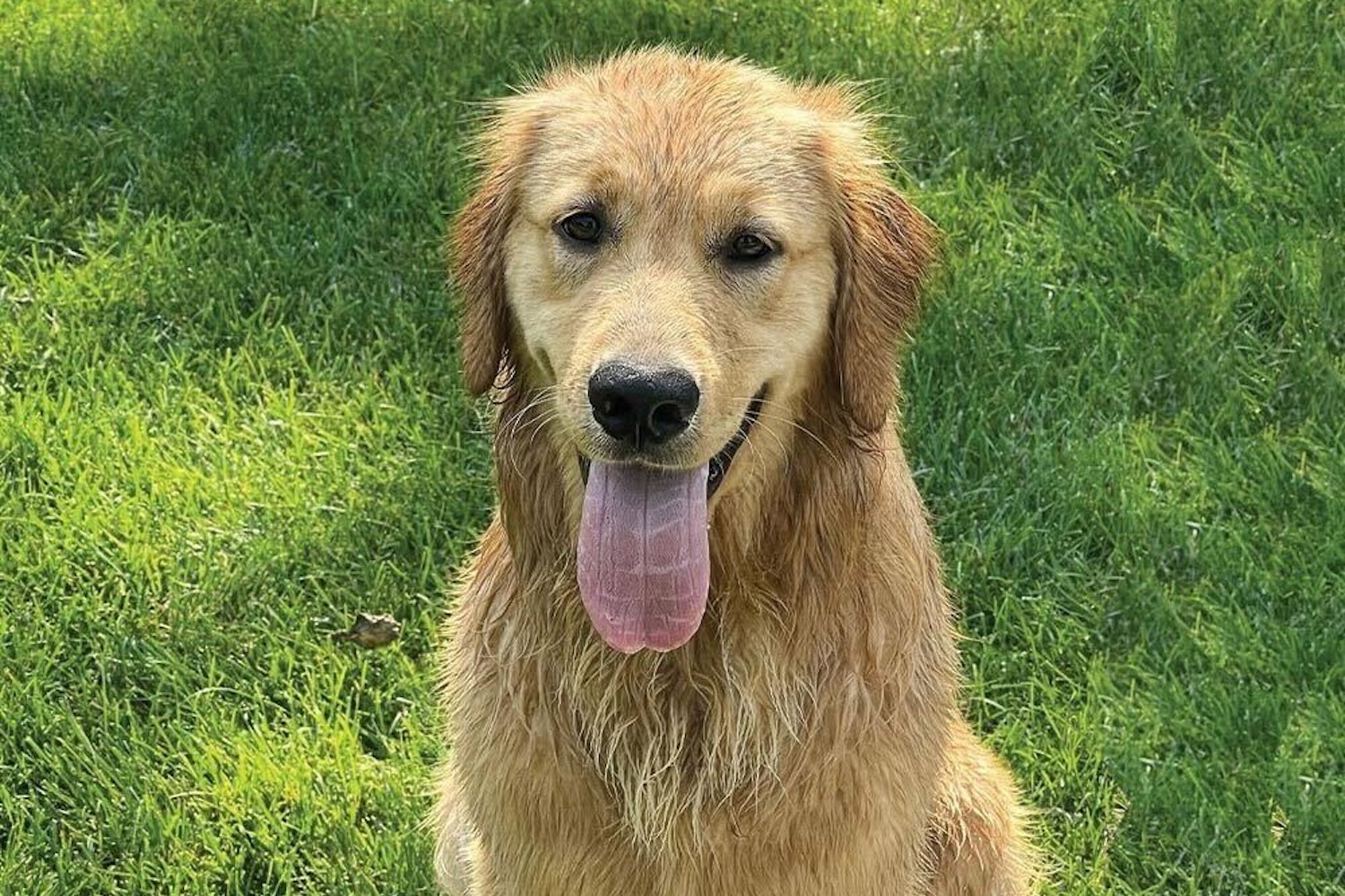 Golden retriever outside